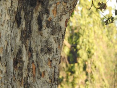 Taze kesilmiş ağaç kütükleri. Yakacak odunun resimli bir bileşimi. Bitkilerle çevrili kırık bir bagajın içinde ve arka planda bir orman var. Almanya 'nın Harz dağlarında tahta keresteler istiflenmiş. Ormanlı ahşap kütükler.