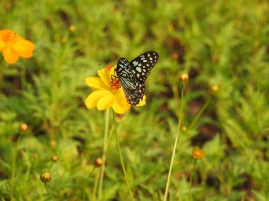 Sarı bir Coreopsis çiçeğinin üzerinde kırmızı lekeli Mor Amiral Kelebeği. Turuncu, gümüş ve siyah Körfez Fritiller Kelebeği 'nin sırt manzarası. Yanardöner mavi Pipevine Kırlangıç Kelebeği. Çiçekteki kral kelebeği, sarı çiçeklerdeki kelebek yakından.