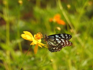 Sarı bir Coreopsis çiçeğinin üzerinde kırmızı lekeli Mor Amiral Kelebeği. Turuncu, gümüş ve siyah Körfez Fritiller Kelebeği 'nin sırt manzarası. Yanardöner mavi Pipevine Kırlangıç Kelebeği. Çiçekteki kral kelebeği, sarı çiçeklerdeki kelebek yakından.