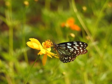 Sarı bir Coreopsis çiçeğinin üzerinde kırmızı lekeli Mor Amiral Kelebeği. Turuncu, gümüş ve siyah Körfez Fritiller Kelebeği 'nin sırt manzarası. Yanardöner mavi Pipevine Kırlangıç Kelebeği. Çiçekteki kral kelebeği, sarı çiçeklerdeki kelebek yakından.