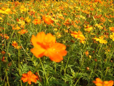 Sarı bir Coreopsis çiçeğinin üzerinde kırmızı lekeli Mor Amiral Kelebeği. Turuncu, gümüş ve siyah Körfez Fritiller Kelebeği 'nin sırt manzarası. Yanardöner mavi Pipevine Kırlangıç Kelebeği. Çiçekteki kral kelebeği, sarı çiçeklerdeki kelebek yakından.
