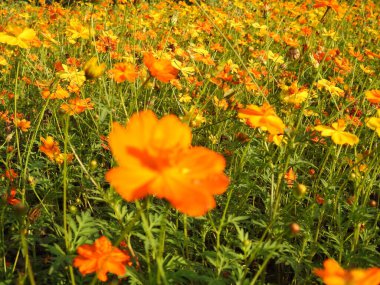 Sarı bir Coreopsis çiçeğinin üzerinde kırmızı lekeli Mor Amiral Kelebeği. Turuncu, gümüş ve siyah Körfez Fritiller Kelebeği 'nin sırt manzarası. Yanardöner mavi Pipevine Kırlangıç Kelebeği. Çiçekteki kral kelebeği, sarı çiçeklerdeki kelebek yakından.
