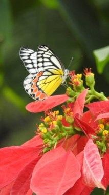 Sarı bir Coreopsis çiçeğinin üzerinde kırmızı lekeli Mor Amiral Kelebeği. Turuncu, gümüş ve siyah Körfez Fritiller Kelebeği 'nin sırt manzarası. Yanardöner mavi Pipevine Kırlangıç Kelebeği. Çiçekteki kral kelebeği, sarı çiçeklerdeki kelebek yakından.