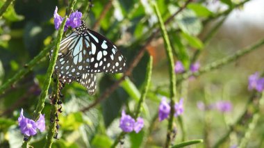 Sarı bir Coreopsis çiçeğinin üzerinde kırmızı lekeli Mor Amiral Kelebeği. Turuncu, gümüş ve siyah Körfez Fritiller Kelebeği 'nin sırt manzarası. Yanardöner mavi Pipevine Kırlangıç Kelebeği. Çiçekteki kral kelebeği, sarı çiçeklerdeki kelebek yakından.