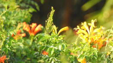 Sarı bir Coreopsis çiçeğinin üzerinde kırmızı lekeli Mor Amiral Kelebeği. Turuncu, gümüş ve siyah Körfez Fritiller Kelebeği 'nin sırt manzarası. Yanardöner mavi Pipevine Kırlangıç Kelebeği. Çiçekteki kral kelebeği, sarı çiçeklerdeki kelebek yakından.
