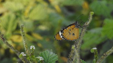 Sarı bir Coreopsis çiçeğinin üzerinde kırmızı lekeli Mor Amiral Kelebeği. Turuncu, gümüş ve siyah Körfez Fritiller Kelebeği 'nin sırt manzarası. Yanardöner mavi Pipevine Kırlangıç Kelebeği. Çiçekteki kral kelebeği, sarı çiçeklerdeki kelebek yakından.