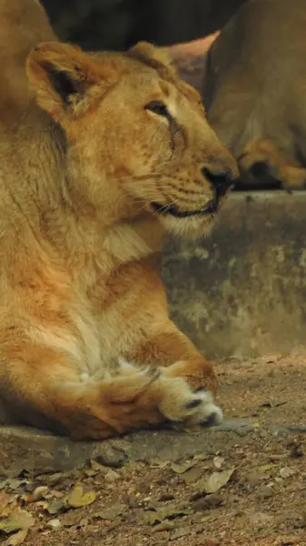 Aslan (Panterler aslanı), bir ağacın üzerindeki dişi aslan, Manyara, Tanzanya, Afrika. Aslan Çimende Dinleniyor. Yetişkin aslan oturuyor ve arka planda iki dişi aslan var. Dişi aslan (Panthera) ve yavruları Ngorongoro Krateri, Tanzanya, Afrika. Dişi aslan ve yavru aslanı.