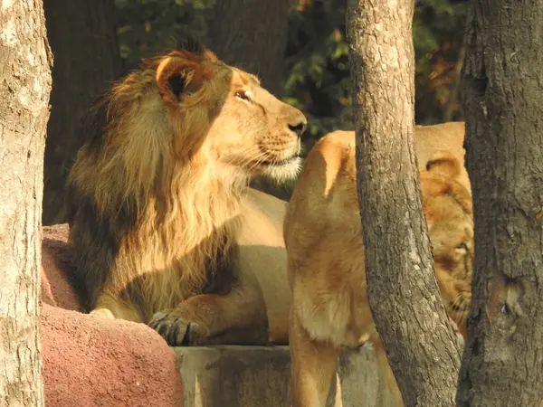 Aslan (Panterler aslanı), bir ağacın üzerindeki dişi aslan, Manyara, Tanzanya, Afrika. Aslan Çimende Dinleniyor. Yetişkin aslan oturuyor ve arka planda iki dişi aslan var. Dişi aslan (Panthera) ve yavruları Ngorongoro Krateri, Tanzanya, Afrika. Dişi aslan ve yavru aslanı.