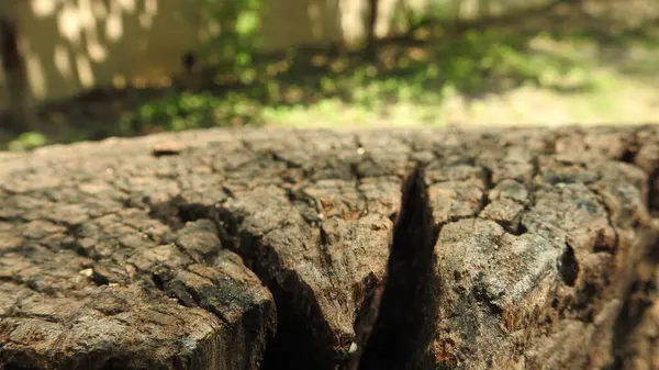 Taze kesilmiş ağaç kütükleri. Yakacak odunun resimli bir bileşimi. Bitkilerle çevrili kırık bir bagajın içinde ve arka planda bir orman var. Almanya 'nın Harz dağlarında tahta keresteler istiflenmiş. Ormanlı ahşap kütükler.