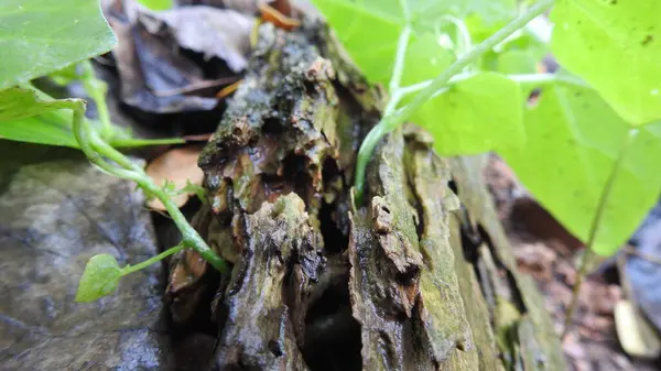 Taze kesilmiş ağaç kütükleri. Yakacak odunun resimli bir bileşimi. Bitkilerle çevrili kırık bir bagajın içinde ve arka planda bir orman var. Almanya 'nın Harz dağlarında tahta keresteler istiflenmiş. Ormanlı ahşap kütükler.