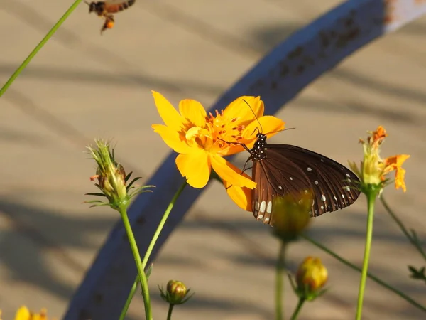 Red-spotted Purple Admiral butterfly on a yellow Coreopsis flower. Dorsal view of an orange, silver and black Gulf Fritillary butterfly. Iridescent blue Pipevine Swallowtail butterfly. Monarch butterfly on flower, Butterfly on yellow flowers closeup