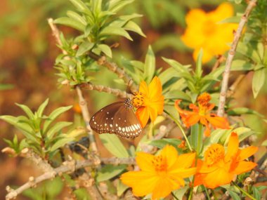 Sarı bir Coreopsis çiçeğinin üzerinde kırmızı lekeli Mor Amiral Kelebeği. Turuncu, gümüş ve siyah Körfez Fritiller Kelebeği 'nin sırt manzarası. Yanardöner mavi Pipevine Kırlangıç Kelebeği. Çiçekteki kral kelebeği, sarı çiçeklerdeki kelebek yakından.