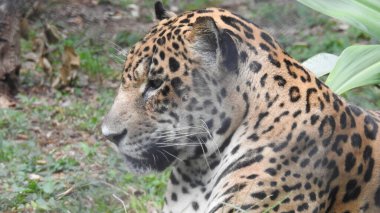 Çita koşuyor, (Acinonyx jubatus), Güney Afrika. Hayvanat bahçesindeki güzel çita hayvanının seçici odağı. Hayvanat bahçesindeki güzel çita hayvanının yakın görüntüsü, vahşi doğada canlı gözleri olan bir çita, hayvanat bahçesine bakan güzel çita hayvanının yakın görüntüsü.