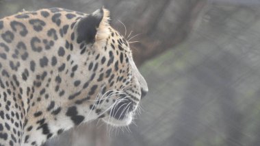 Çita koşuyor, (Acinonyx jubatus), Güney Afrika. Hayvanat bahçesindeki güzel çita hayvanının seçici odağı. Hayvanat bahçesindeki güzel çita hayvanının yakın görüntüsü, vahşi doğada canlı gözleri olan bir çita, hayvanat bahçesine bakan güzel çita hayvanının yakın görüntüsü.