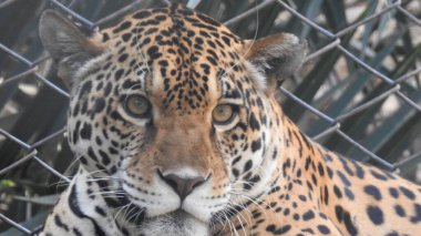 Çita koşuyor, (Acinonyx jubatus), Güney Afrika. Hayvanat bahçesindeki güzel çita hayvanının seçici odağı. Hayvanat bahçesindeki güzel çita hayvanının yakın görüntüsü, vahşi doğada canlı gözleri olan bir çita, hayvanat bahçesine bakan güzel çita hayvanının yakın görüntüsü.