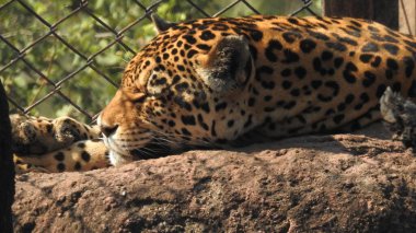 Çita koşuyor, (Acinonyx jubatus), Güney Afrika. Hayvanat bahçesindeki güzel çita hayvanının seçici odağı. Hayvanat bahçesindeki güzel çita hayvanının yakın görüntüsü, vahşi doğada canlı gözleri olan bir çita, hayvanat bahçesine bakan güzel çita hayvanının yakın görüntüsü.