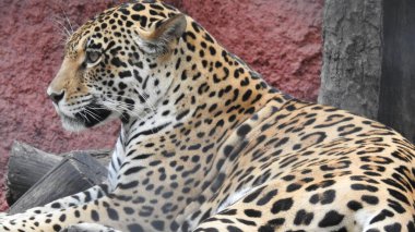 Çita koşuyor, (Acinonyx jubatus), Güney Afrika. Hayvanat bahçesindeki güzel çita hayvanının seçici odağı. Hayvanat bahçesindeki güzel çita hayvanının yakın görüntüsü, vahşi doğada canlı gözleri olan bir çita, hayvanat bahçesine bakan güzel çita hayvanının yakın görüntüsü.