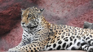 Çita koşuyor, (Acinonyx jubatus), Güney Afrika. Hayvanat bahçesindeki güzel çita hayvanının seçici odağı. Hayvanat bahçesindeki güzel çita hayvanının yakın görüntüsü, vahşi doğada canlı gözleri olan bir çita, hayvanat bahçesine bakan güzel çita hayvanının yakın görüntüsü.