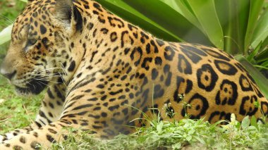 Çita koşuyor, (Acinonyx jubatus), Güney Afrika. Hayvanat bahçesindeki güzel çita hayvanının seçici odağı. Hayvanat bahçesindeki güzel çita hayvanının yakın görüntüsü, vahşi doğada canlı gözleri olan bir çita, hayvanat bahçesine bakan güzel çita hayvanının yakın görüntüsü.