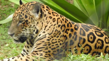 Çita koşuyor, (Acinonyx jubatus), Güney Afrika. Hayvanat bahçesindeki güzel çita hayvanının seçici odağı. Hayvanat bahçesindeki güzel çita hayvanının yakın görüntüsü, vahşi doğada canlı gözleri olan bir çita, hayvanat bahçesine bakan güzel çita hayvanının yakın görüntüsü.