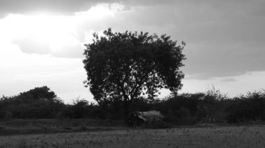 Günbatımı fotoğrafı, gün batımında bulutlu gökyüzü. Bulutlar ve mavi gökyüzü. Tasarım ve arkaplan için panoramik fotoğraf. Çöl batımı, günbatımında suya yansıyan ağaç ve binalarla ufuk çizgisi manzarası. Altın Günbatımı Bulutları. Renkli turuncu gün batımı. 