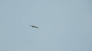 Günbatımı fotoğrafı, gün batımında bulutlu gökyüzü. Bulutlar ve mavi gökyüzü. Tasarım ve arkaplan için panoramik fotoğraf. Çöl batımı, günbatımında suya yansıyan ağaç ve binalarla ufuk çizgisi manzarası. Altın Günbatımı Bulutları. Renkli turuncu gün batımı. 