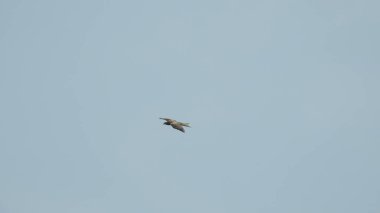 Günbatımı fotoğrafı, gün batımında bulutlu gökyüzü. Bulutlar ve mavi gökyüzü. Tasarım ve arkaplan için panoramik fotoğraf. Çöl batımı, günbatımında suya yansıyan ağaç ve binalarla ufuk çizgisi manzarası. Altın Günbatımı Bulutları. Renkli turuncu gün batımı. 