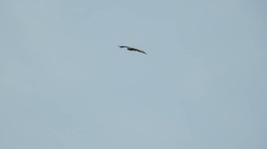 Günbatımı fotoğrafı, gün batımında bulutlu gökyüzü. Bulutlar ve mavi gökyüzü. Tasarım ve arkaplan için panoramik fotoğraf. Çöl batımı, günbatımında suya yansıyan ağaç ve binalarla ufuk çizgisi manzarası. Altın Günbatımı Bulutları. Renkli turuncu gün batımı. 