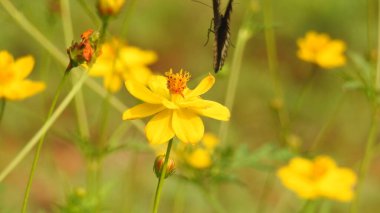 Çiçek açan yaz tarlası, Kozmos çiçekleri yeşil arka plan. Güzel sarı çayır çiçekleri, yazın çiçek açan ve arka planda bulanık olan doğal çayırlar. Yabani çiçekler ve çimenler yakın plan, yatay manzara fotoğrafı. Pembe çiçek bahçesi, çiçek bahçesi.