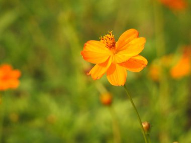 Çiçek açan yaz tarlası, Kozmos çiçekleri yeşil arka plan. Güzel sarı çayır çiçekleri, yazın çiçek açan ve arka planda bulanık olan doğal çayırlar. Yabani çiçekler ve çimenler yakın plan, yatay manzara fotoğrafı. Pembe çiçek bahçesi, çiçek bahçesi.