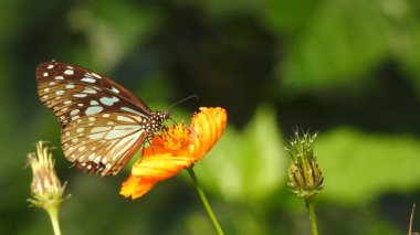 Çiçek açan yaz tarlası, Kozmos çiçekleri yeşil arka plan. Güzel sarı çayır çiçekleri, yazın çiçek açan ve arka planda bulanık olan doğal çayırlar. Yabani çiçekler ve çimenler yakın plan, yatay manzara fotoğrafı. Pembe çiçek bahçesi, çiçek bahçesi.