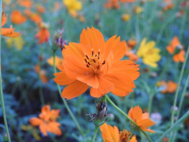 Mor ve pembe kır çiçekleri, renkli yabani çayırlarda üç kırmızı kır çiçeğini kapatıyorlar. Arıların güzel beyaz tarla çiçeklerinde oturduğu yakın plan çekimler. Çiçekler çok güzel. Cosmos 'un Cosmea' sı nektar olarak ekilmiş pembe çiçekler. çiçekler