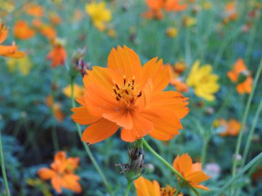 Mor ve pembe kır çiçekleri, renkli yabani çayırlarda üç kırmızı kır çiçeğini kapatıyorlar. Arıların güzel beyaz tarla çiçeklerinde oturduğu yakın plan çekimler. Çiçekler çok güzel. Cosmos 'un Cosmea' sı nektar olarak ekilmiş pembe çiçekler. çiçekler