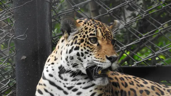 Çita koşuyor, (Acinonyx jubatus), Güney Afrika. Hayvanat bahçesindeki güzel çita hayvanının seçici odağı. Hayvanat bahçesindeki güzel çita hayvanının yakın görüntüsü, vahşi doğada canlı gözleri olan bir çita, hayvanat bahçesine bakan güzel çita hayvanının yakın görüntüsü.