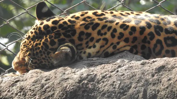 Çita koşuyor, (Acinonyx jubatus), Güney Afrika. Hayvanat bahçesindeki güzel çita hayvanının seçici odağı. Hayvanat bahçesindeki güzel çita hayvanının yakın görüntüsü, vahşi doğada canlı gözleri olan bir çita, hayvanat bahçesine bakan güzel çita hayvanının yakın görüntüsü.