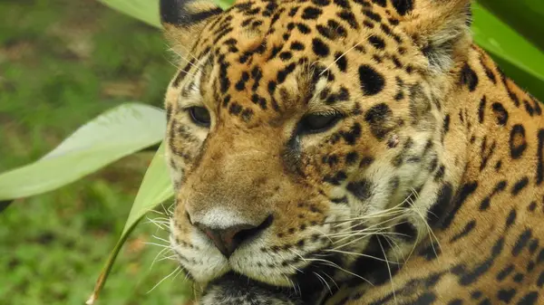 Çita koşuyor, (Acinonyx jubatus), Güney Afrika. Hayvanat bahçesindeki güzel çita hayvanının seçici odağı. Hayvanat bahçesindeki güzel çita hayvanının yakın görüntüsü, vahşi doğada canlı gözleri olan bir çita, hayvanat bahçesine bakan güzel çita hayvanının yakın görüntüsü.