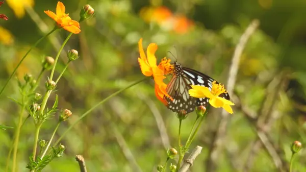 Close up butterfly on a flower. Butterfly on flower. Close up view of beautiful butterfly on yellow cosmo isolated on blue. Beautiful butterfly isolated on white. Lime butterfly or Lemon butterfly (Papilio demoleus) with green leaves background. rose