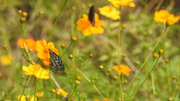 Kelebeği çiçeğe yaklaştır. Çiçek üzerindeki kelebek. Mavi kozmonun üzerindeki güzel kelebeğin yakın görüntüsü. Güzel kelebek beyazda izole edilmiş. Yeşil yapraklı limon kelebeği veya limon kelebeği (Papilio demoleus). gül