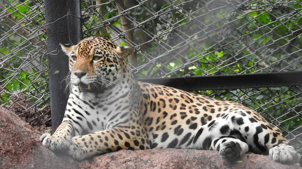 Gepardenlauf Acinonyx Jubatus Südafrika Selektiver Fokus Schöner Geparden Zoo Nahaufnahme — Stockfoto