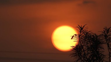 Çam ağaçlarının üzerindeki bulutlarla kaplı bulutlu bir gökyüzü. Fırtına Öncesi Gökyüzü Kara Bulutlarla kaplıdır. Güçlü hava akımlarıyla Kuşlar Gökyüzüne Yükseliyor. Kuşlar gökyüzünde uçuyor. Gökteki Kuşlar Kara Uğursuz Yağmur Bulutları. Beyaz ve gri görünüm