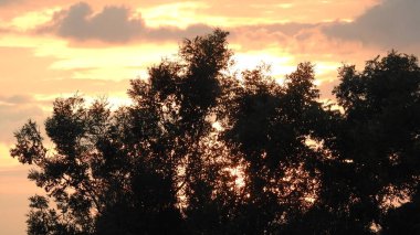 Gölde gün batımında insanların, ağaçların ve teknelerin silueti gün batımında bir arabanın üzerinde dans eden çocukların güzel silueti altın gökyüzü ve siluetli ağaçlar. Çocukların gölgesi parkta birlikte duruyor. Gün batımı gökyüzü ve ağaçlar manzarası.