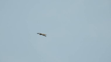 Gölde gün batımında insanların, ağaçların ve teknelerin silueti gün batımında bir arabanın üzerinde dans eden çocukların güzel silueti altın gökyüzü ve siluetli ağaçlar. Çocukların gölgesi parkta birlikte duruyor. Gün batımı gökyüzü ve ağaçlar manzarası.