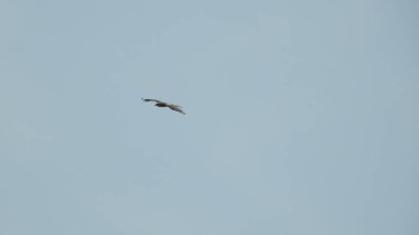 Gölde gün batımında insanların, ağaçların ve teknelerin silueti gün batımında bir arabanın üzerinde dans eden çocukların güzel silueti altın gökyüzü ve siluetli ağaçlar. Çocukların gölgesi parkta birlikte duruyor. Gün batımı gökyüzü ve ağaçlar manzarası.