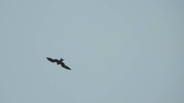 Gölde gün batımında insanların, ağaçların ve teknelerin silueti gün batımında bir arabanın üzerinde dans eden çocukların güzel silueti altın gökyüzü ve siluetli ağaçlar. Çocukların gölgesi parkta birlikte duruyor. Gün batımı gökyüzü ve ağaçlar manzarası.