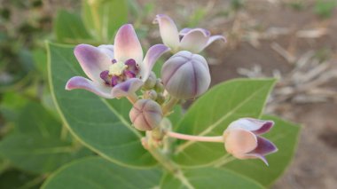 Yaban çiçekleri yaz ya da sonbahar doğa arka planında, güzel kır çiçekleri ya da kır çiçekleri. Yabani çiçek çayırı. Beyaz arka planda yaban otları ve yabani çiçekler. Bahçe işleri, yazın yeşil alan. Yaban çiçekleri, yakın plan. 