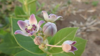 Yaban çiçekleri yaz ya da sonbahar doğa arka planında, güzel kır çiçekleri ya da kır çiçekleri. Yabani çiçek çayırı. Beyaz arka planda yaban otları ve yabani çiçekler. Bahçe işleri, yazın yeşil alan. Yaban çiçekleri, yakın plan. 