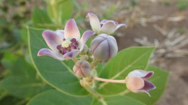 Yaban çiçekleri yaz ya da sonbahar doğa arka planında, güzel kır çiçekleri ya da kır çiçekleri. Yabani çiçek çayırı. Beyaz arka planda yaban otları ve yabani çiçekler. Bahçe işleri, yazın yeşil alan. Yaban çiçekleri, yakın plan. 