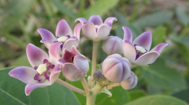 Yaban çiçekleri yaz ya da sonbahar doğa arka planında, güzel kır çiçekleri ya da kır çiçekleri. Yabani çiçek çayırı. Beyaz arka planda yaban otları ve yabani çiçekler. Bahçe işleri, yazın yeşil alan. Yaban çiçekleri, yakın plan. 