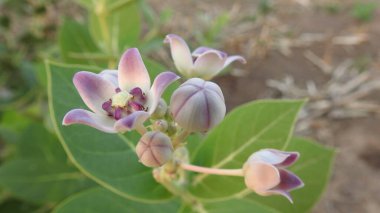 Yaban çiçekleri yaz ya da sonbahar doğa arka planında, güzel kır çiçekleri ya da kır çiçekleri. Yabani çiçek çayırı. Beyaz arka planda yaban otları ve yabani çiçekler. Bahçe işleri, yazın yeşil alan. Yaban çiçekleri, yakın plan. 
