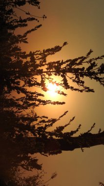Gölde gün batımında insanların, ağaçların ve teknelerin silueti gün batımında bir arabanın üzerinde dans eden çocukların güzel silueti altın gökyüzü ve siluetli ağaçlar. Çocukların gölgesi parkta birlikte duruyor. Gün batımı gökyüzü ve ağaçlar manzarası.